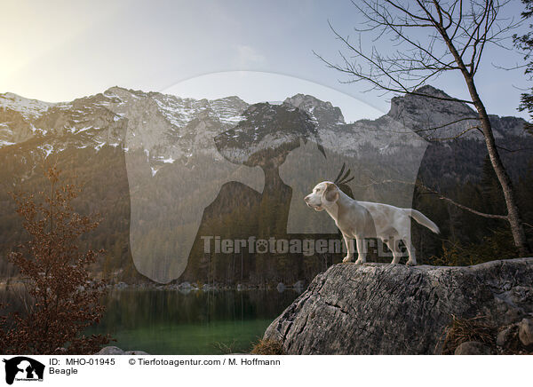 Beagle / Beagle / MHO-01945