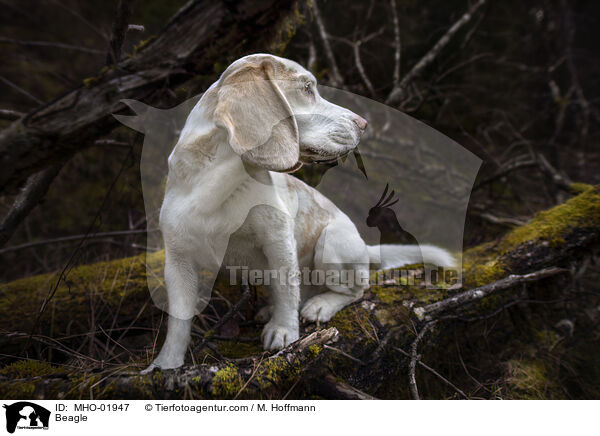 Beagle / Beagle / MHO-01947