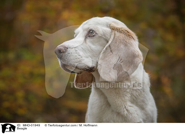Beagle / Beagle / MHO-01949