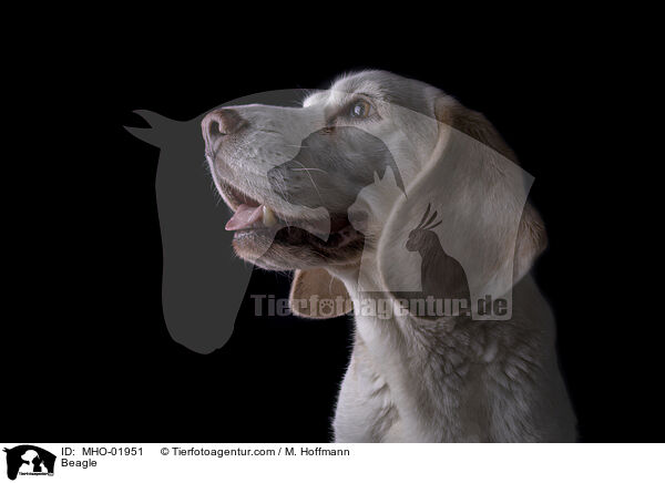 Beagle / Beagle / MHO-01951