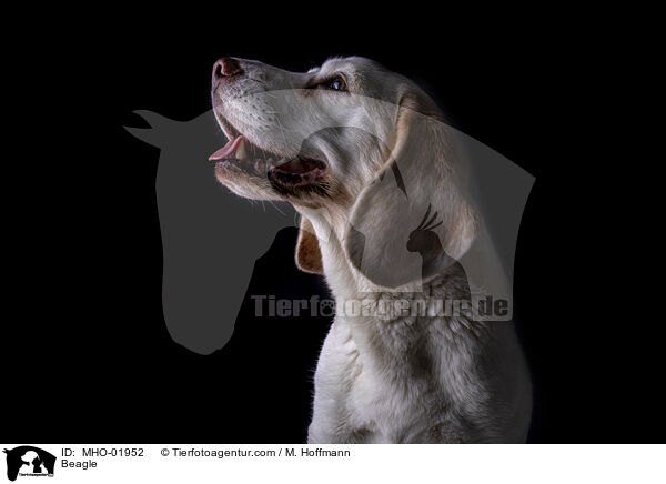 Beagle / Beagle / MHO-01952