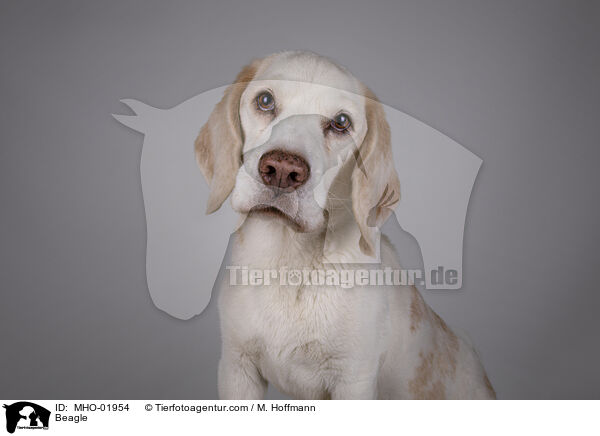 Beagle / Beagle / MHO-01954