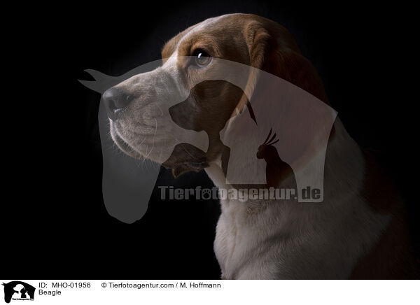 Beagle / Beagle / MHO-01956