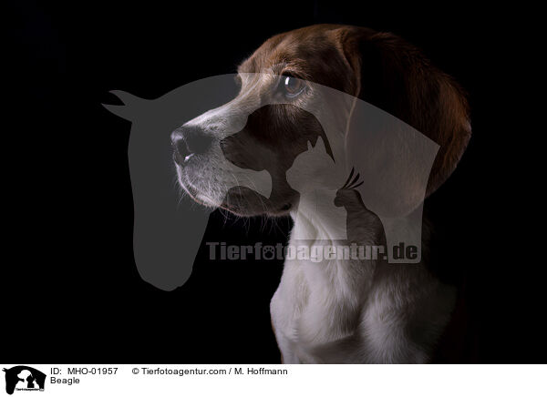Beagle / Beagle / MHO-01957