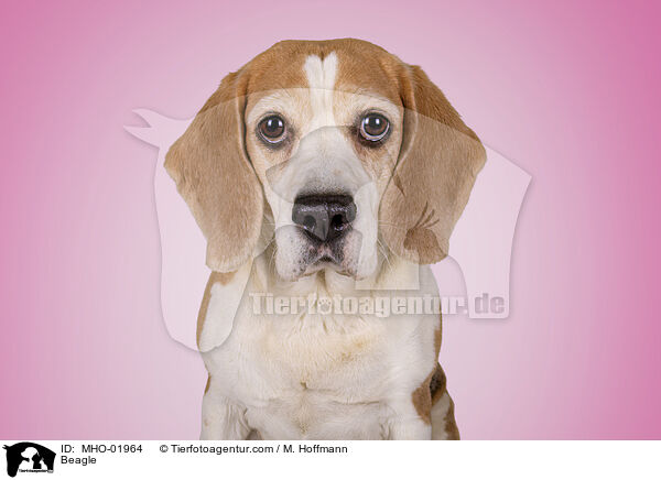 Beagle / Beagle / MHO-01964