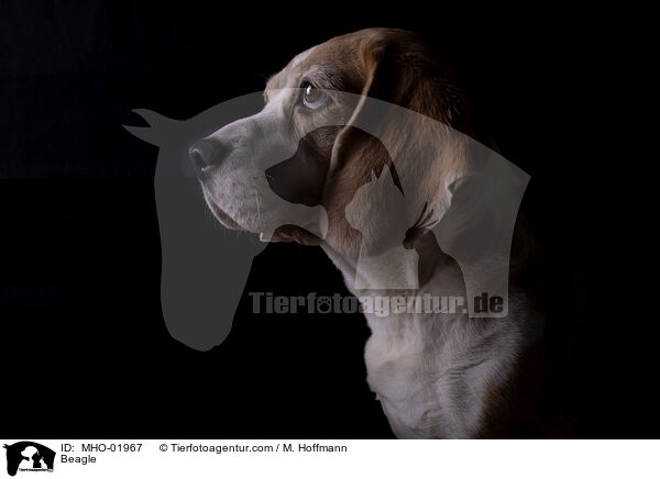 Beagle / Beagle / MHO-01967