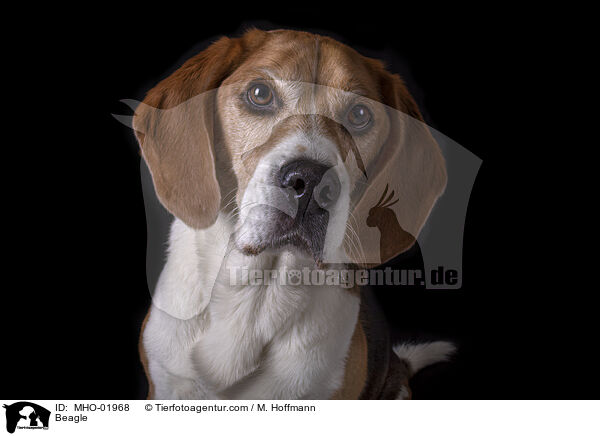 Beagle / Beagle / MHO-01968