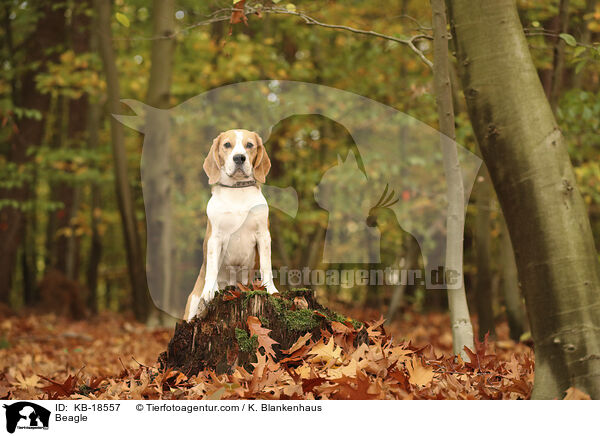 Beagle / Beagle / KB-18557