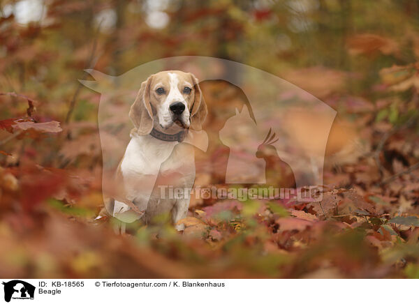 Beagle / KB-18565