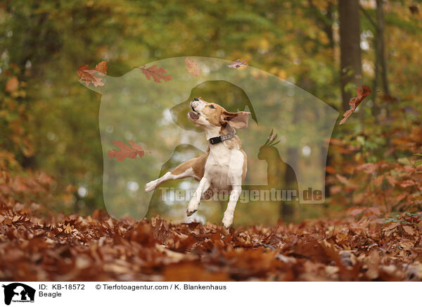 Beagle / KB-18572
