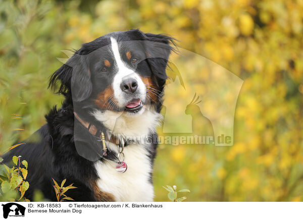 Berner Sennenhund / Bernese Mountain Dog / KB-18583