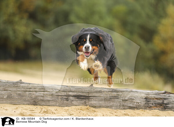 Berner Sennenhund / Bernese Mountain Dog / KB-18584