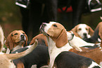 beagle mob