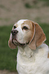 Beagle Portrait