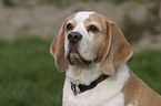 Beagle Portrait