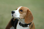 Beagle Portrait