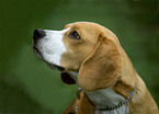 Beagle Portrait