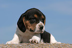 Beagle Puppy