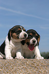 Beagle Puppies