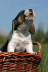 Beagle Puppy