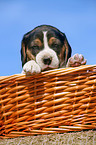 Beagle pup in basket