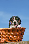 Beagle pup in basket