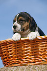 Beagle pup in basket