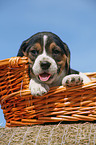 Beagle pup in basket