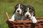 Beagle pup in basket