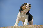 yowling Beagle Pup