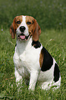 sitting Beagle