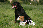 Beagle & Rottweiler