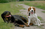 Beagle & Rottweiler