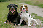 Beagle & Rottweiler