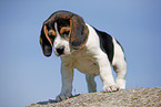 Beagle Puppy