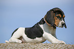 sitting Beagle Puppy