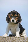 sitting Beagle Puppy