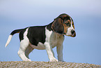 Beagle Puppy