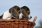 Beagle Puppies in basket