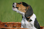 Beagle Puppy in basket