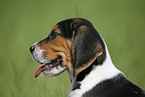 Beagle Portrait