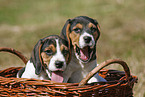 Beagle Puppies in basket