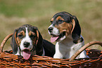 Beagle Puppies in basket