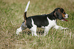 running Beagle Puppy