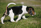 Beagle Puppy