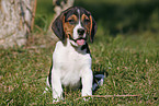 sitting Beagle Puppy