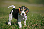 Beagle Puppy