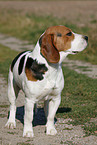 male Beagle