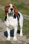 male Beagle