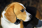 Beagle Portrait